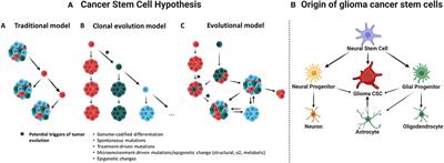 Engineering Three-Dimensional Tumor Models to Study <mark class="highlighted">Glioma Cancer</mark> Stem Cells and Tumor Microenvironment